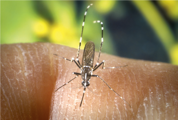 Mosquit tigre